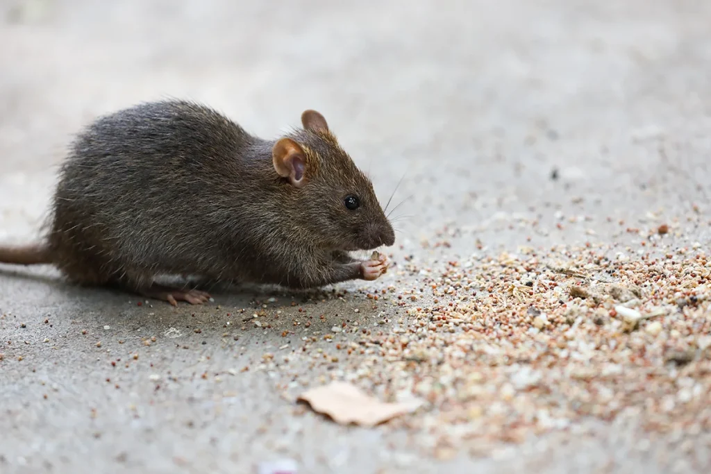 Souris sur un site professionnel