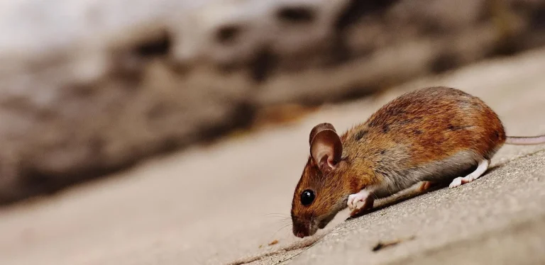 Souris longeant un mur en extérieur