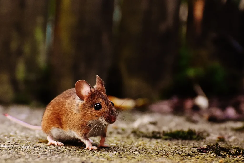 Souris domestique, espèce concernée par la résistance aux anticoagulants