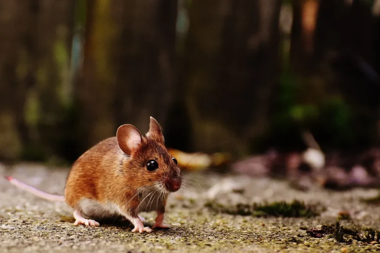 Souris domestique, espèce concernée par la résistance aux anticoagulants